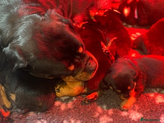 Rottweiler dogs - Advert 15