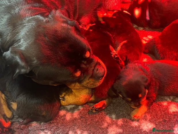 Rottweiler dogs - Advert 12