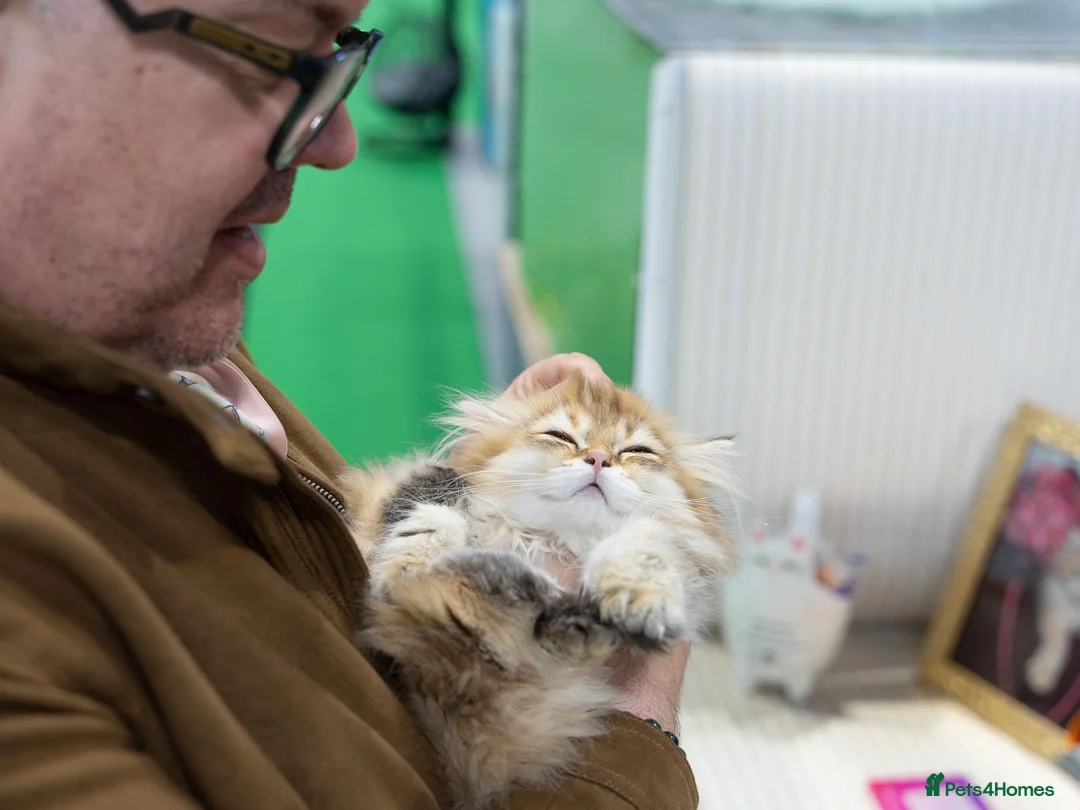 British Longhair cats for sale: Fantastic Pedigree Boy - Advert 2
