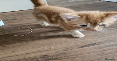 British Longhair cats - Advert 11