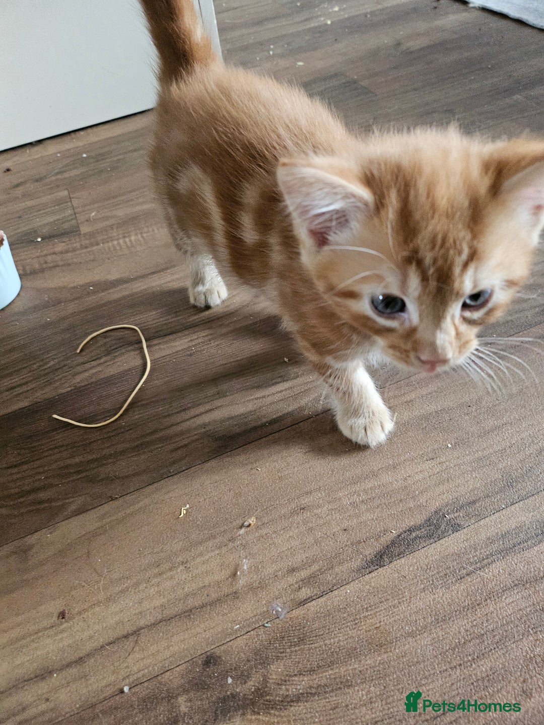 British Longhair cats for sale: Longhaired grey and black kittens, 2 ready now - Image 3