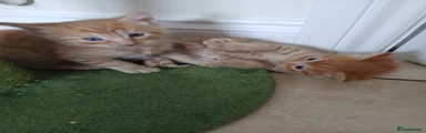 Ginger tom
