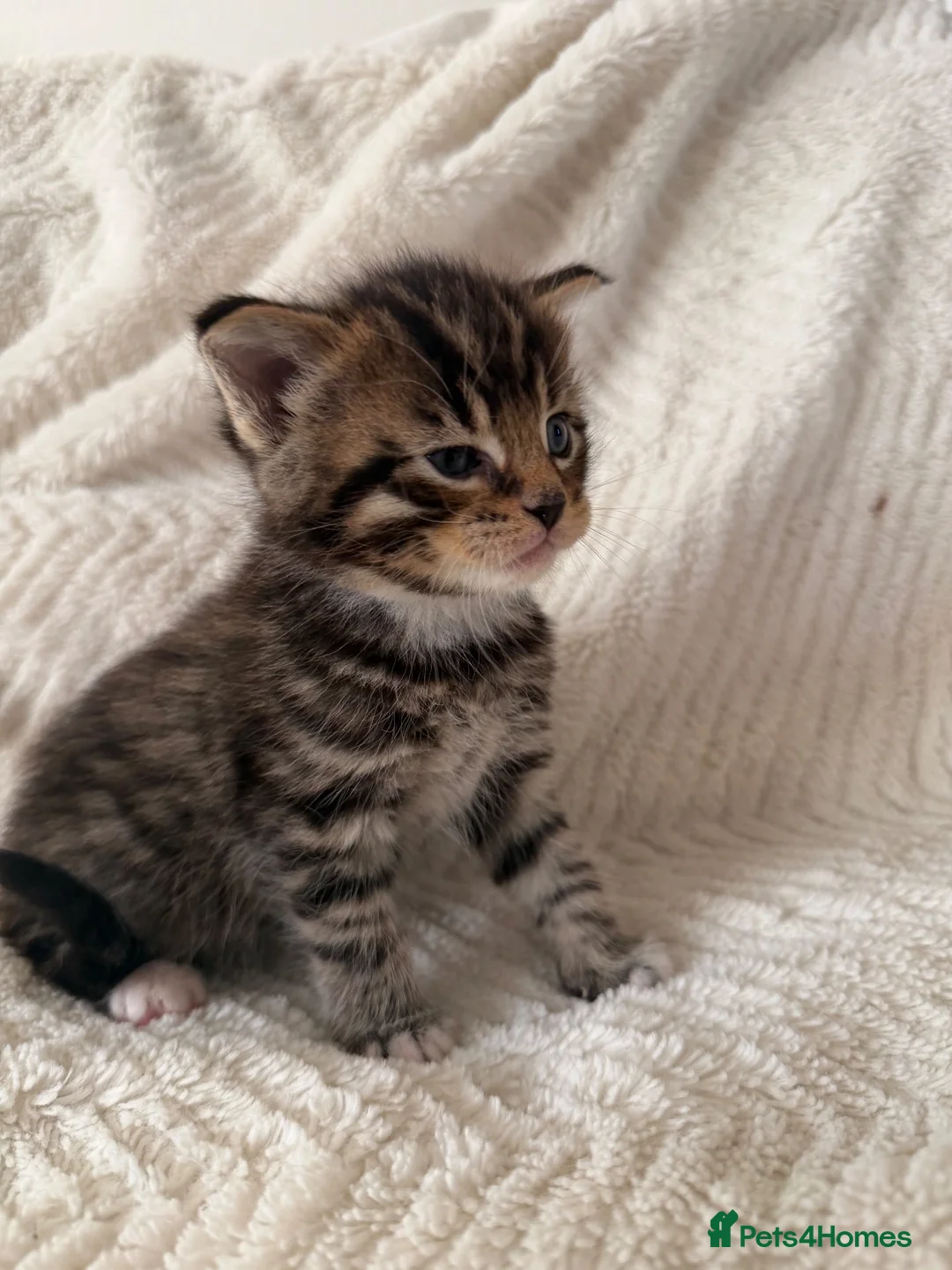 Maine Coon cats for sale: These lovely kittens are ready to go  in Ipswich - Advert 2