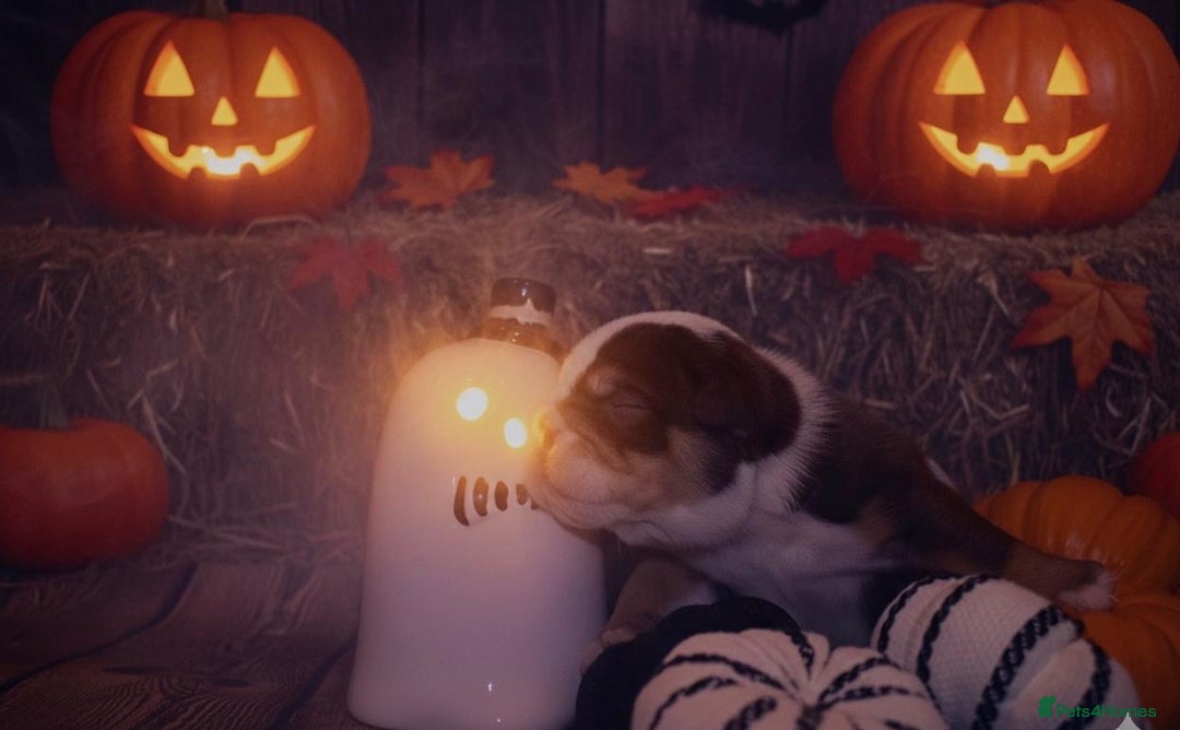 English Bulldog dogs for sale: Merle & choc tri English Bulldogs - Image 2