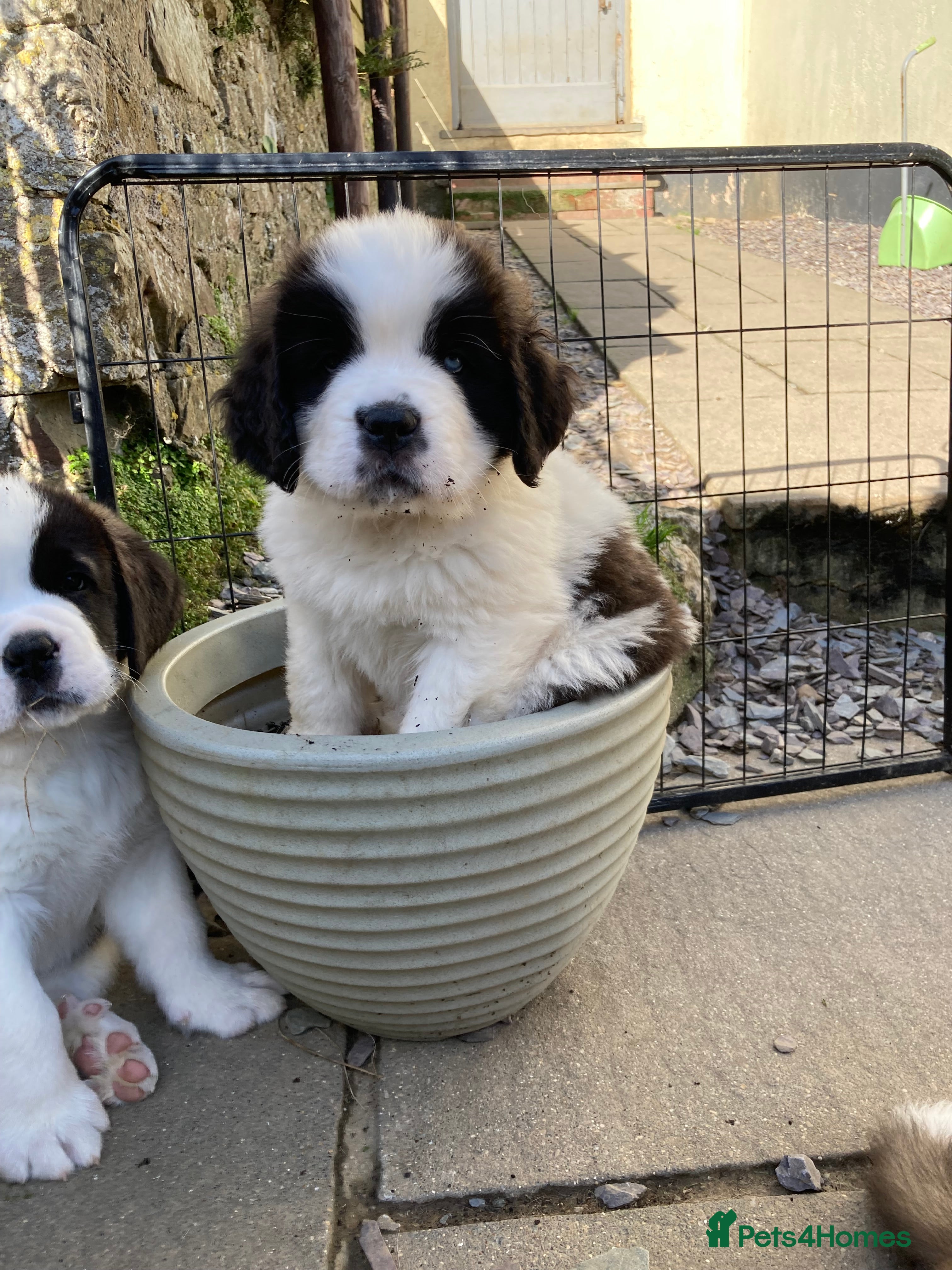 Saint Bernard dogs Saint pups from HIP & ELBOW tested parents  - Advert 5
