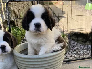 Saint Bernard dogs Saint pups from HIP & ELBOW tested parents - Advert 5