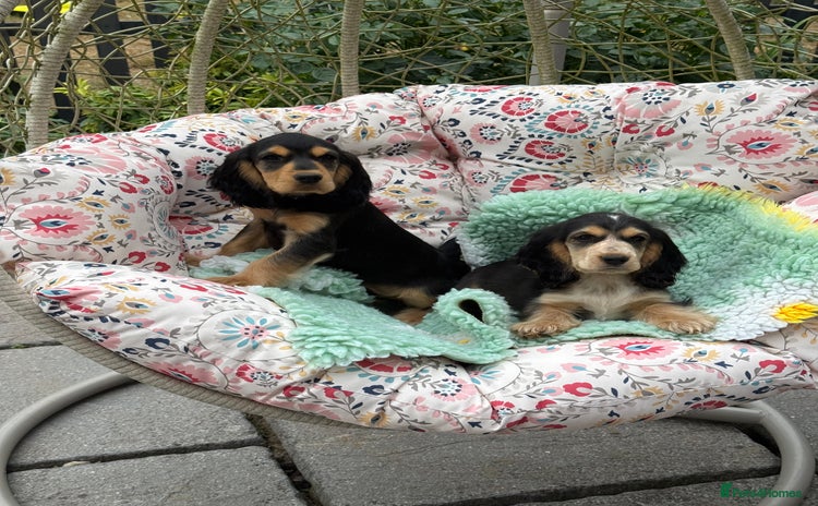 Cocker Spaniel dogs in Market Drayton - Advert 3