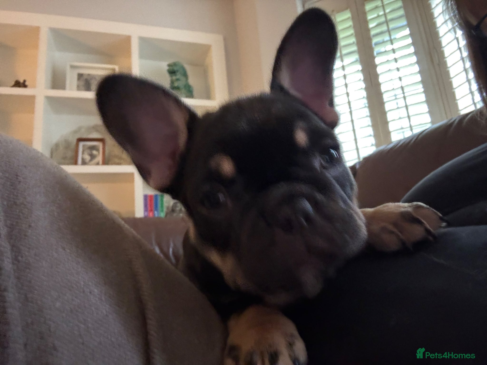 French Bulldog dogs French Bulldog puppies  - Advert 8