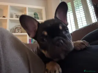 French Bulldog dogs French Bulldog puppies - Advert 8