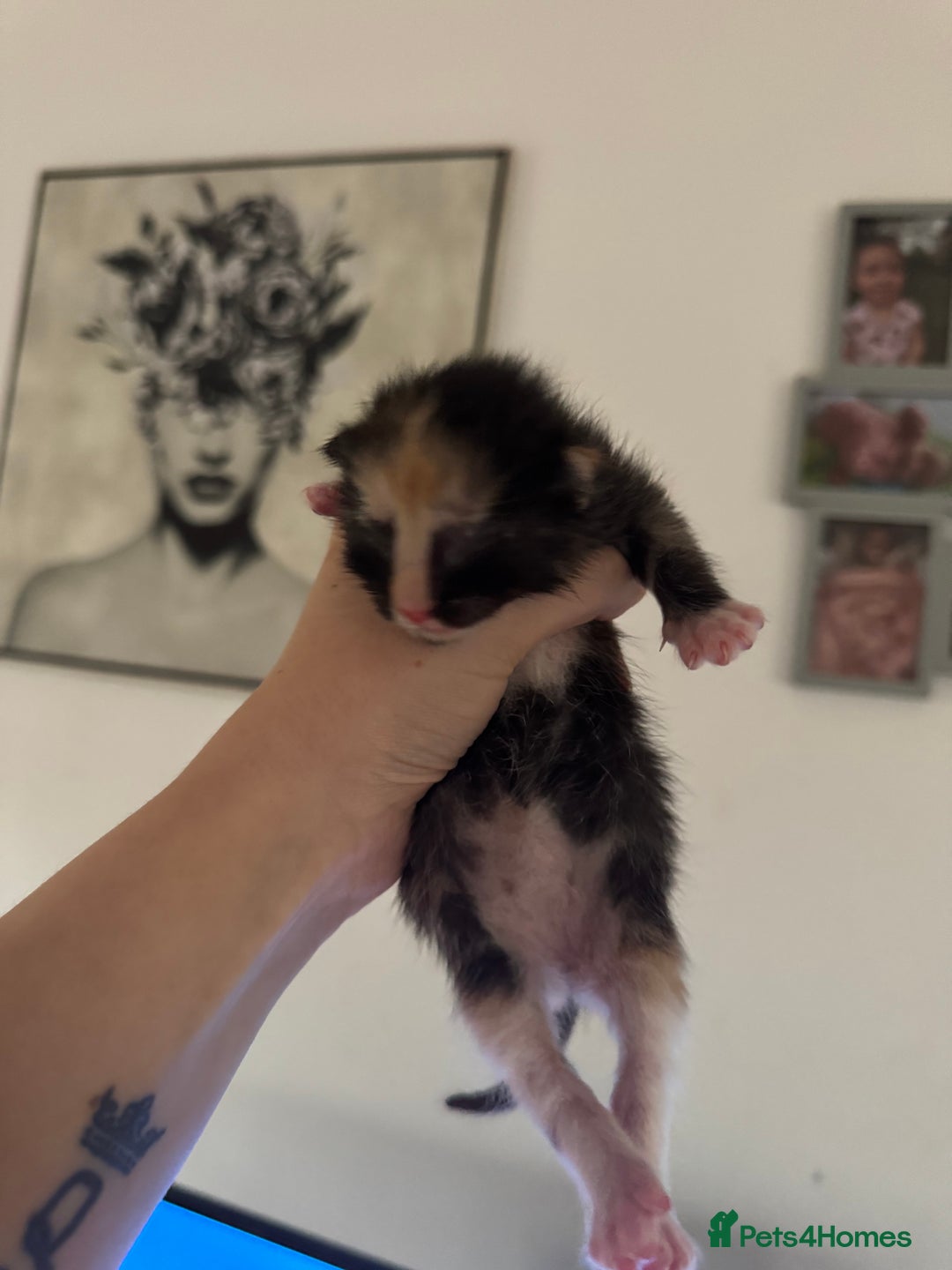 Mixed Breed cats for sale: 5 beautiful kittens PLEASE READ DESCRIPTION  - Advert 12