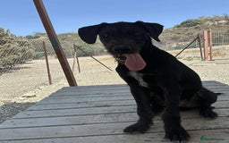 Mixed Breed dogs for adoption: 🐾 Meet Yukon – Your New Best Friend! 🐾 - Image 8