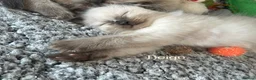 Ragdoll cats for sale: Ragdoll Kittens, Ready Now - Advert 30