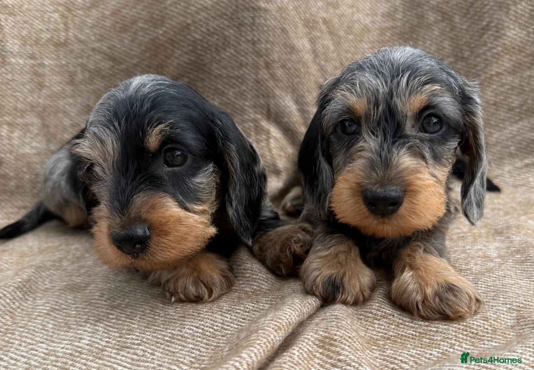 Miniature Dachshund dogs for sale: Miniature wire haired dachshunds 🐶 - Advert 2