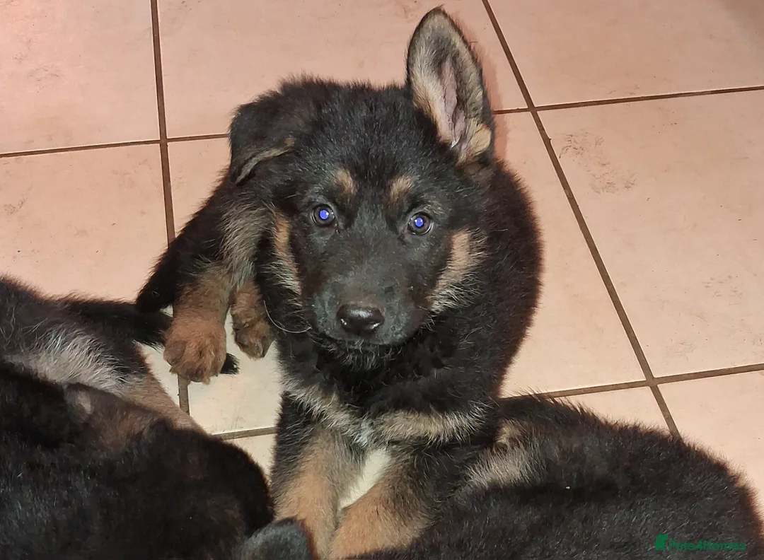 German Shepherd dogs for sale: German-shepherd-puppies  - Advert 1