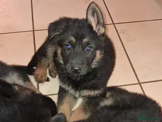 German Shepherd dogs German-shepherd-puppies - Advert 14