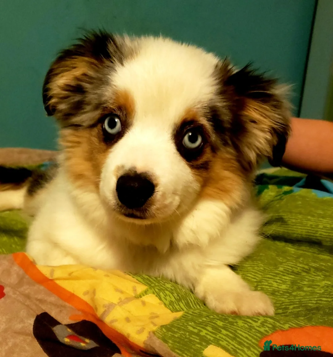 Miniature American Shepherd dogs for sale: Miniature/Toy Australian Shepherd Pups Available - Advert 11