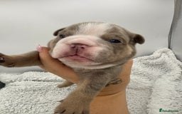 English Bulldog dogs for sale: 10 British Bulldog puppies 🐶  - Image 13