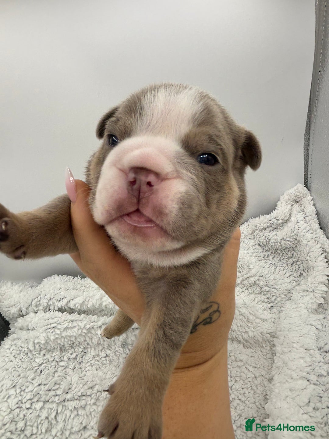 English Bulldog dogs for sale: 10 British Bulldog puppies 🐶  - Image 13