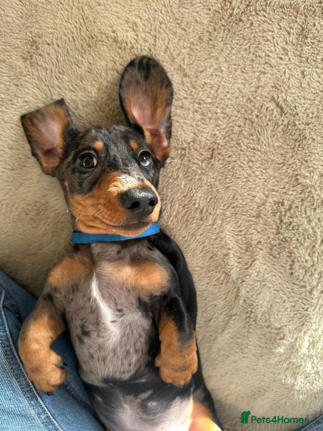 Miniature Dachshund dogs for sale: KC registered PRA CLR miniature dachshund  - Advert 15