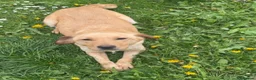 Mixed Breed dogs for sale: 3 beautiful springador girl puppy's  in Pontypool - Advert 4