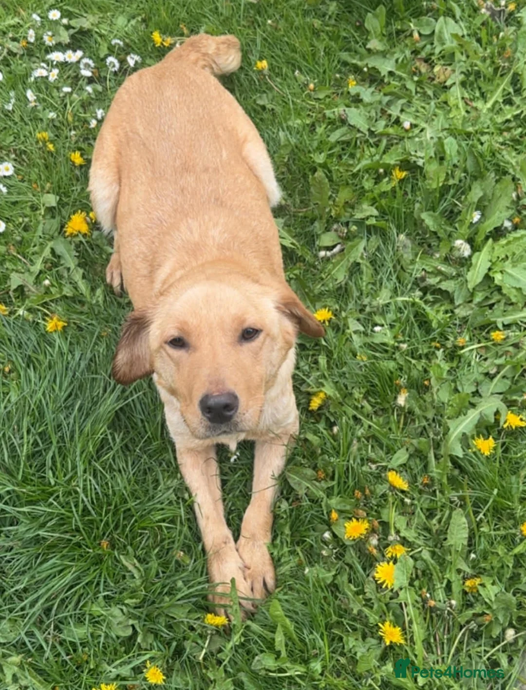 Mixed Breed dogs for sale: 3 beautiful springador girl puppy's  in Pontypool - Advert 4