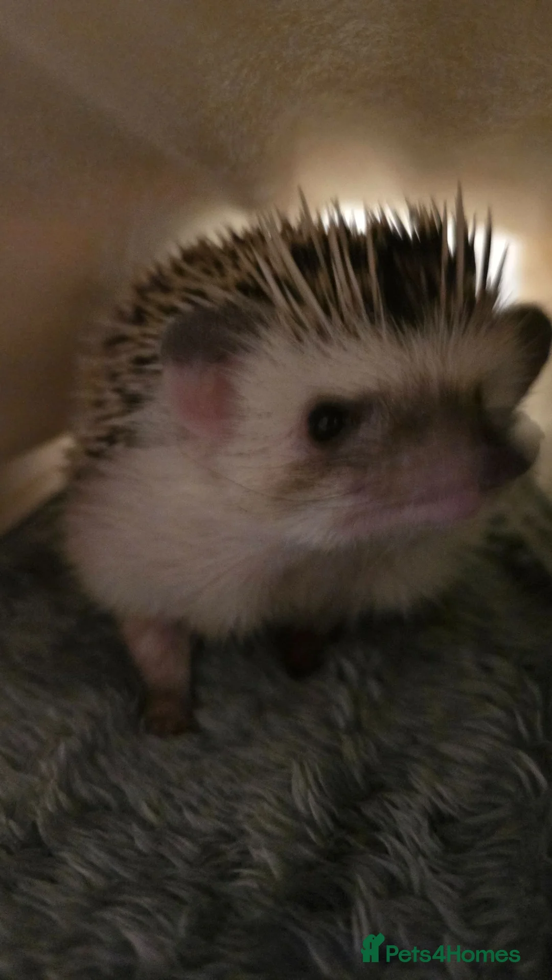 Pygmy Hedgehog rodents for sale: Sweetest little girl Hedgehog - Advert 12