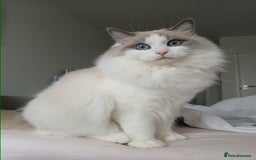 Ragdoll cats for sale: SUPER SWEET AND HAPPY KITTEN - Image 8