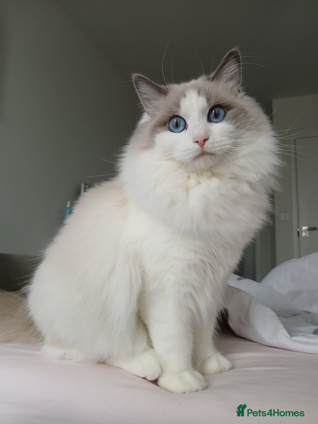 Ragdoll cats for sale: SUPER SWEET AND HAPPY KITTEN - Image 8