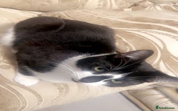 Domestic Shorthair cats for sale: 1 year old domestic cat  - Image 1