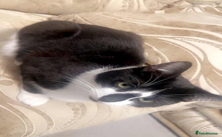 Domestic Shorthair cats - Advert 3