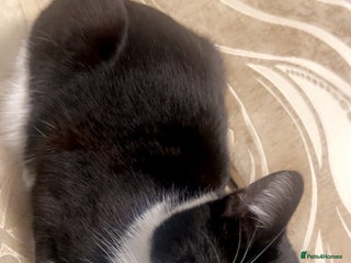 Domestic Shorthair cats - Advert 7