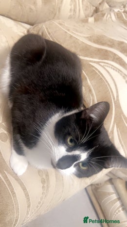 Domestic Shorthair cats - Advert 4