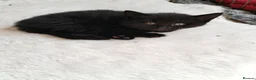 Mixed Breed cats for sale: 2 male kittens - Advert 4