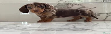 Miniature Dachshund 6