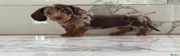 Miniature Dachshund dogs for sale: KC registered. Miniature Dachshunds. PRA clear. - Advert 18