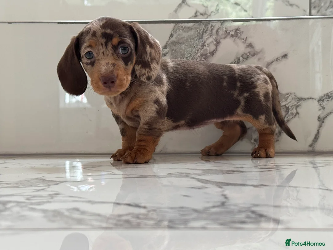 Miniature Dachshund dogs for sale: KC registered. Miniature Dachshunds. PRA clear. - Advert 18