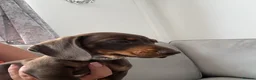 Miniature Dachshund dogs for sale: Miniature KC  dachshund puppies - Advert 17