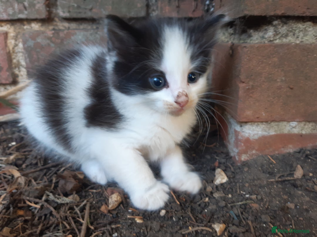 Mixed Breed cats for sale: 6 Kittens Available to take home today 😸  - Image 23