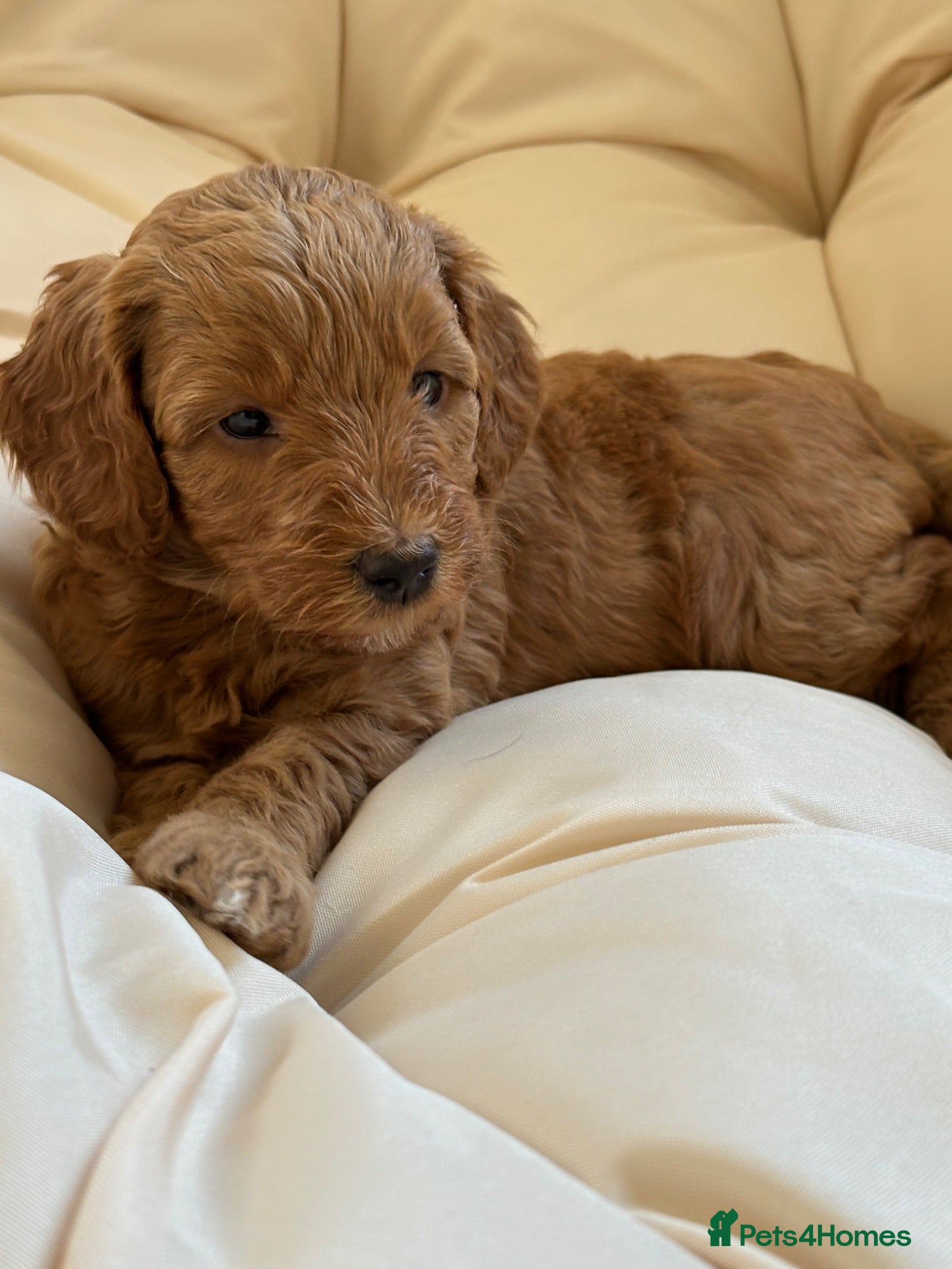 Labradoodle dogs Mini Labradoodle puppy’s  - Advert 1