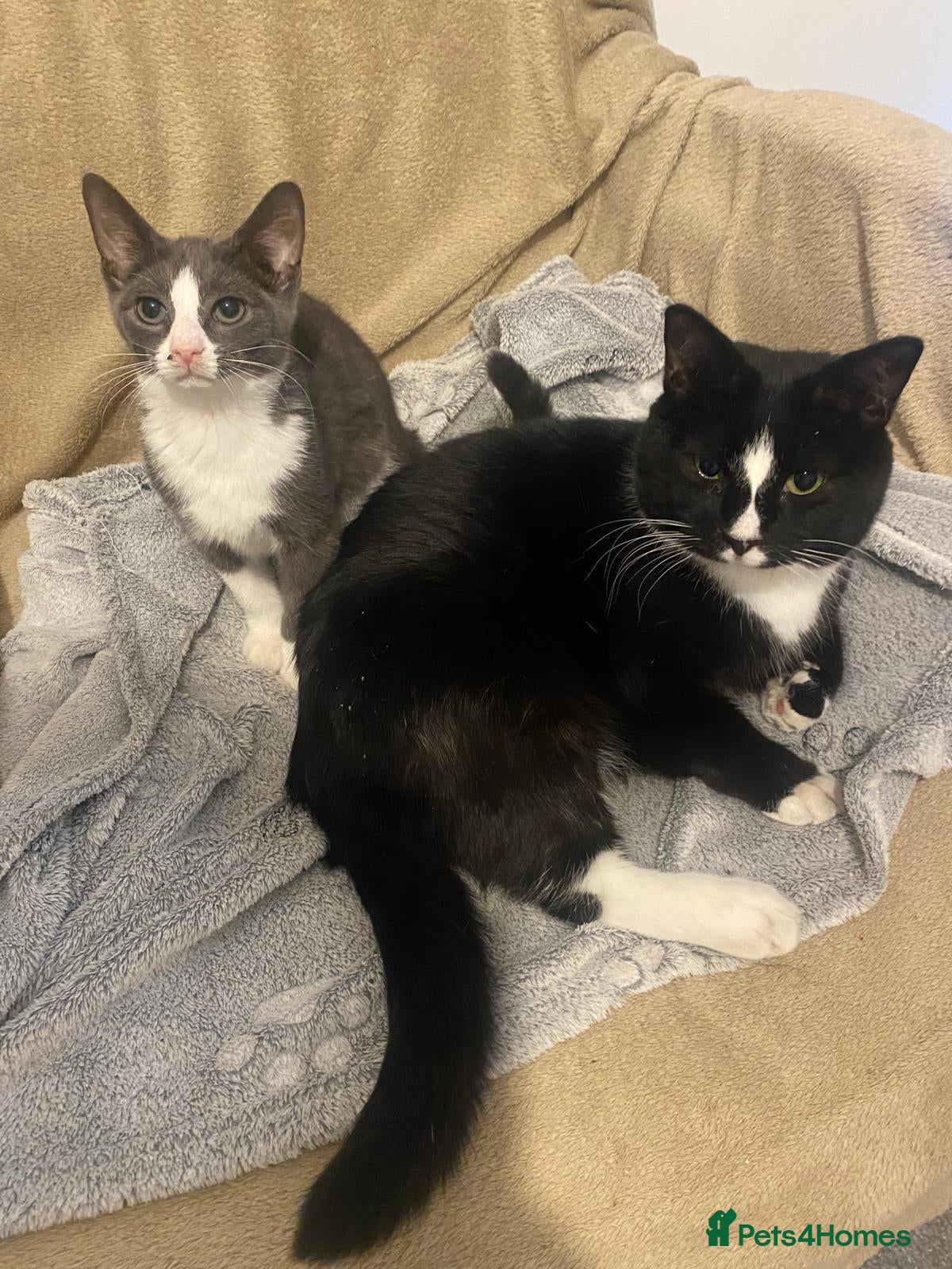 Mixed Breed cats Trixie (on the left) is looking for a home - Advert 1