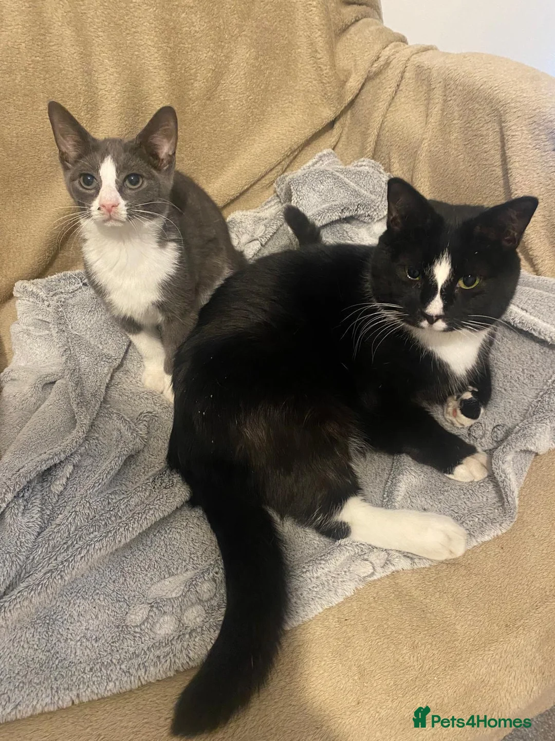 Mixed Breed cats for adoption: Trixie (on the left) is looking for a home in Hook - Advert 1