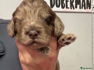 Cockapoo dogs - Advert 19