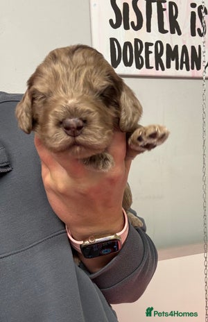 Cockapoo dogs - Advert 3