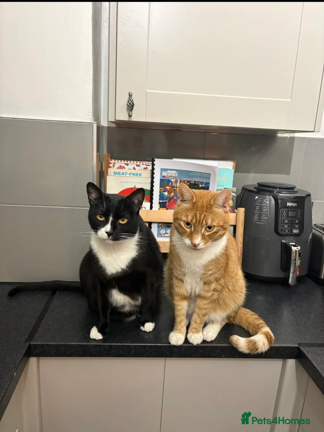 Domestic Shorthair cats for sale: Brother cats for sale - Advert 5