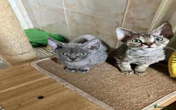 Devon Rex cats for sale: GCCF Registered Pedigree Devon Rex Kittens ❤️ in Leeds - Image 1