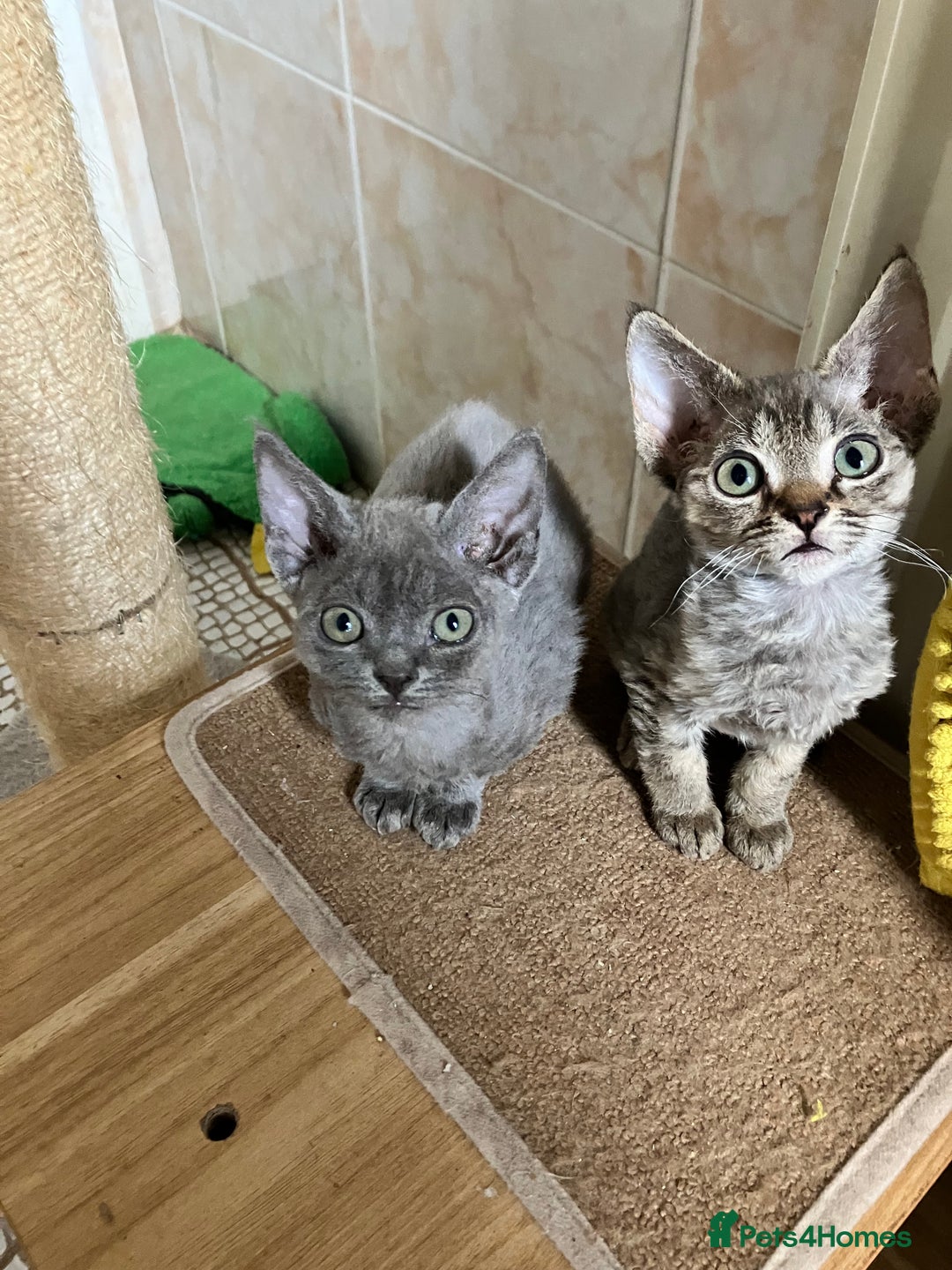 Devon Rex cats for sale: GCCF Registered Pedigree Devon Rex Kittens ❤️ in Leeds - Image 1