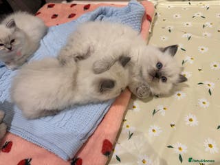Ragdoll cats Pure Blue Point Ragdoll kittens (2 remaining) - Advert 5