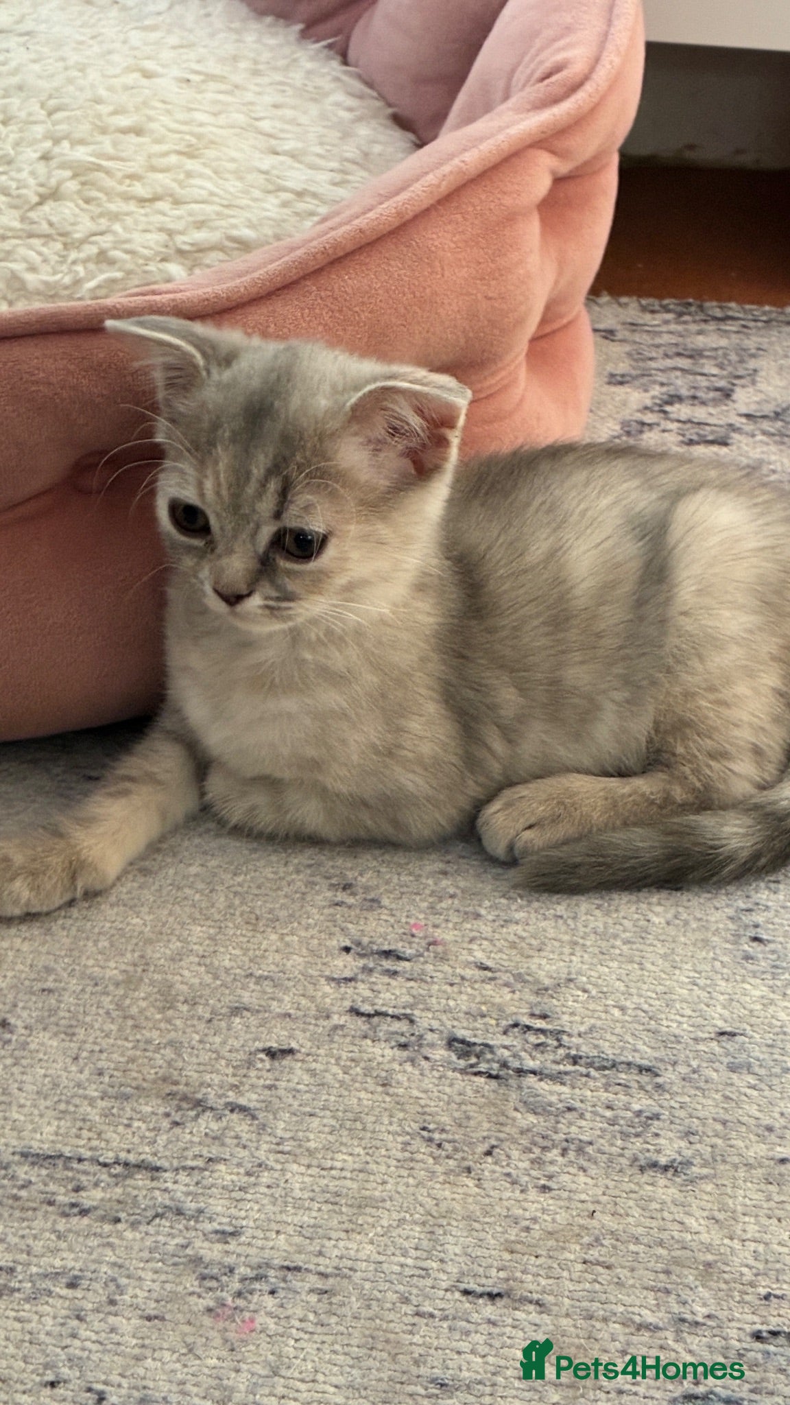 Scottish Fold cats “Gorgeous Scottish Fold & Straight Kittens ❤️ - Advert 2