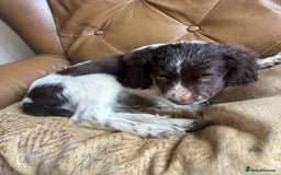 Sprocker dogs for sale: 8 glorious sprocker pups  - Image 18