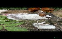 Rex rabbits for sale: Baby rabbits with blue and red eyes color - Image 4